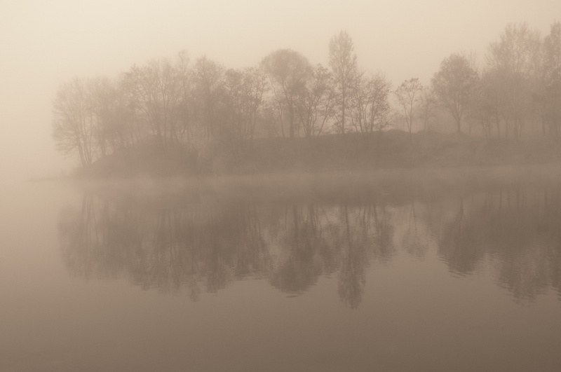Misty Trees.