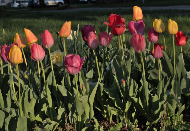 Mother's Day tulips.